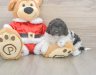 6 week old Cockapoo Puppy For Sale - Premier Pups