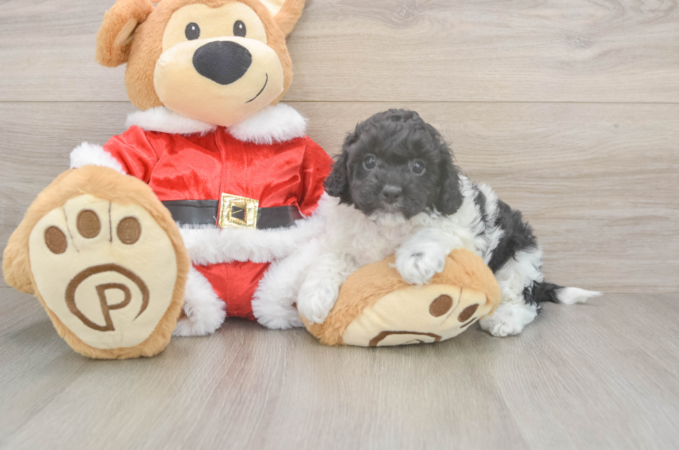 6 week old Cockapoo Puppy For Sale - Premier Pups