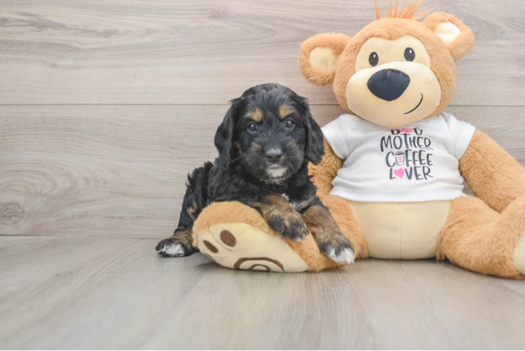 Funny Cockapoo Poodle Mix Pup