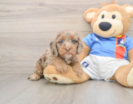7 week old Cockapoo Puppy For Sale - Premier Pups