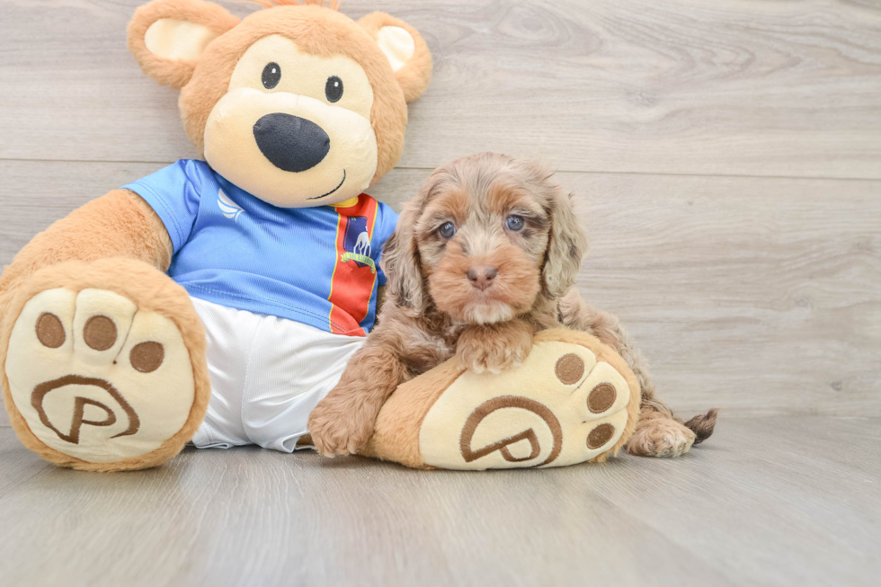 Cute Cockapoo Baby