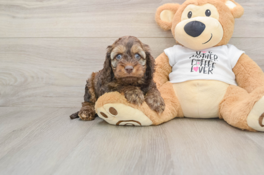 Best Cockapoo Baby