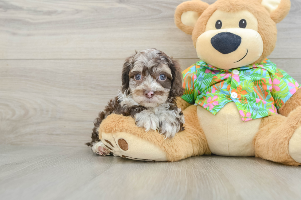 Energetic Cocker Doodle Poodle Mix Puppy