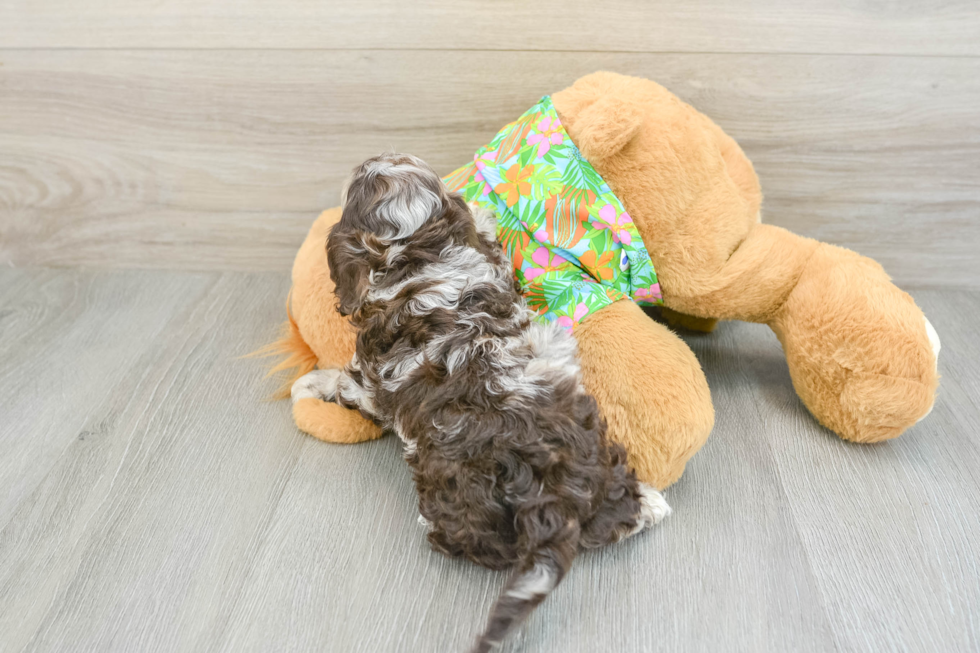 Fluffy Cockapoo Poodle Mix Pup