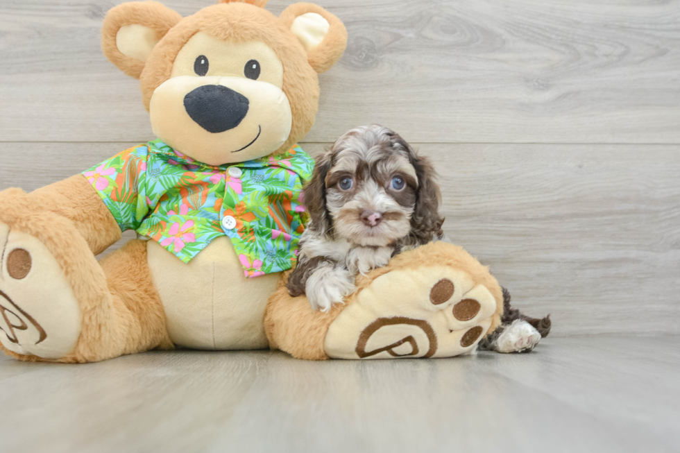 Cute Cockapoo Baby