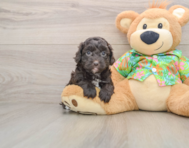 5 week old Cockapoo Puppy For Sale - Premier Pups