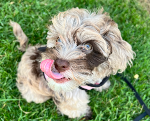 Cockapoo Diet: Complete Feeding Guide For Cockapoos 