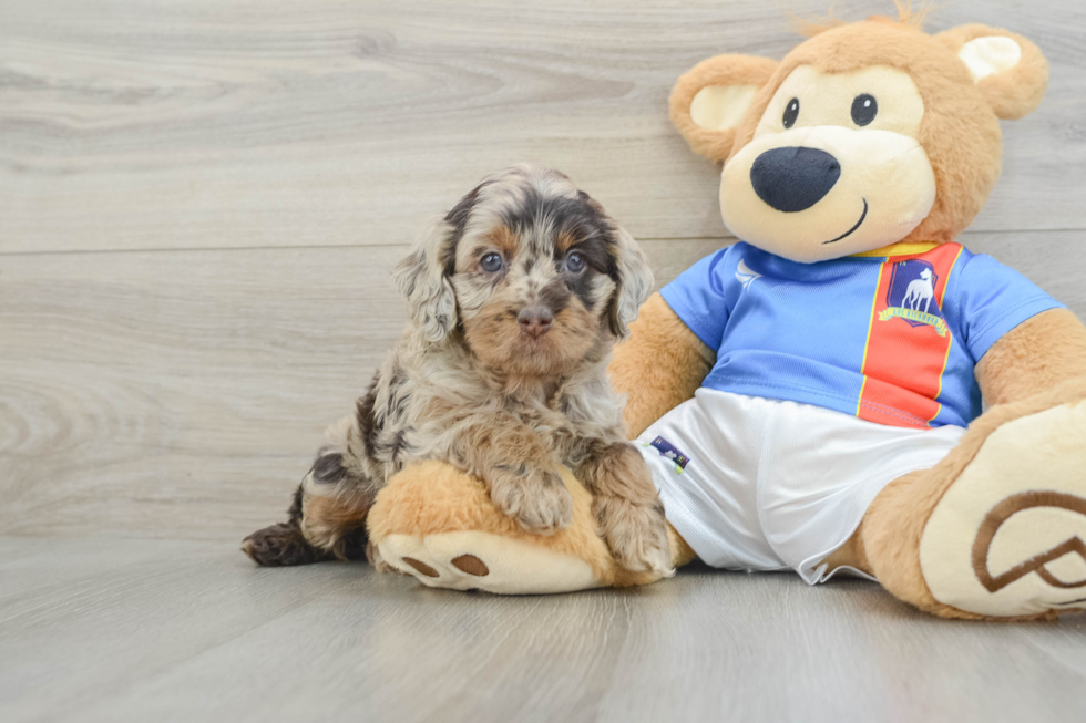 Cockapoo Puppy for Adoption