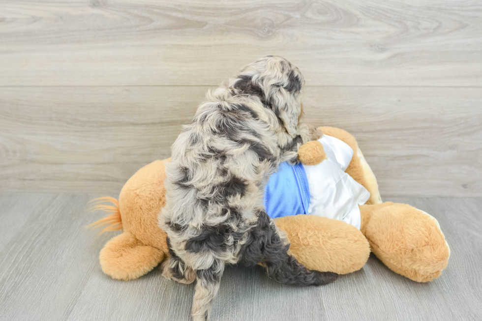 Sweet Cockapoo Baby