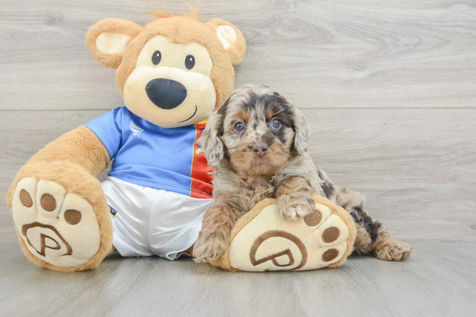 Popular Cockapoo Poodle Mix Pup