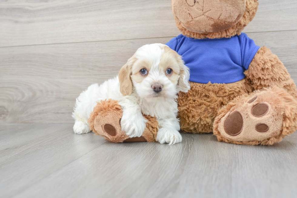 Cockapoo Puppy for Adoption