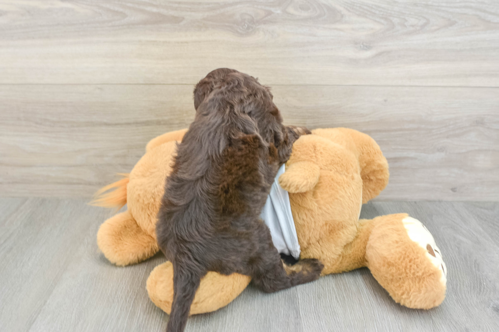Cockapoo Puppy for Adoption