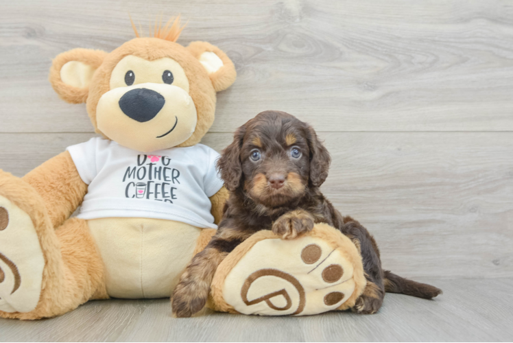 Cockapoo Puppy for Adoption