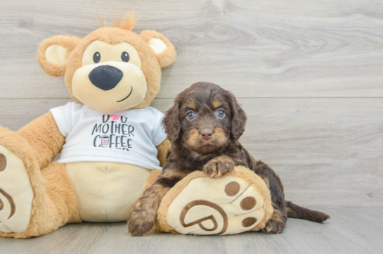 Cockapoo Puppy for Adoption