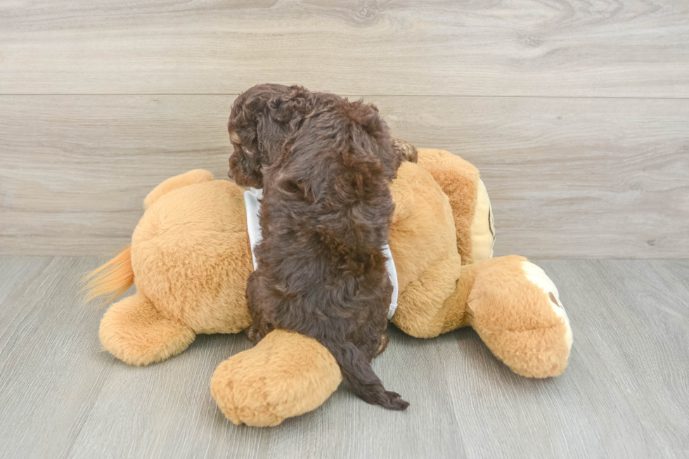Best Cockapoo Baby