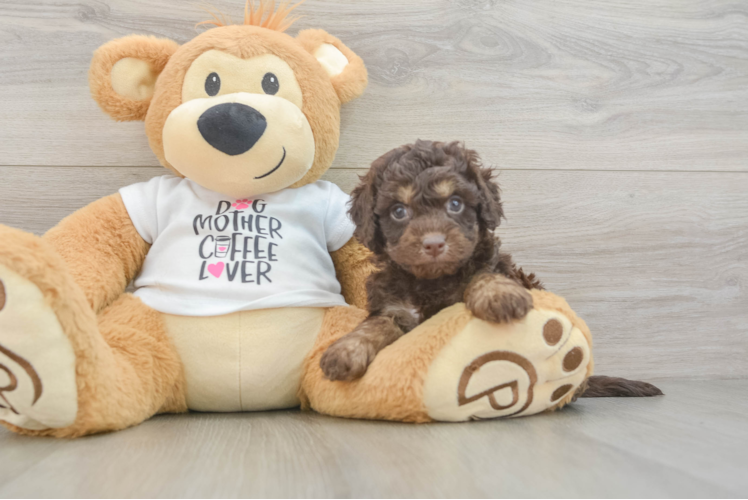 Cockapoo Puppy for Adoption