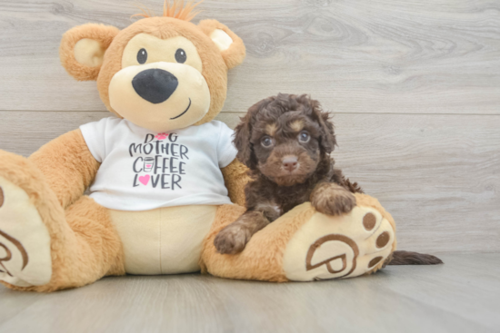 Cockapoo Puppy for Adoption