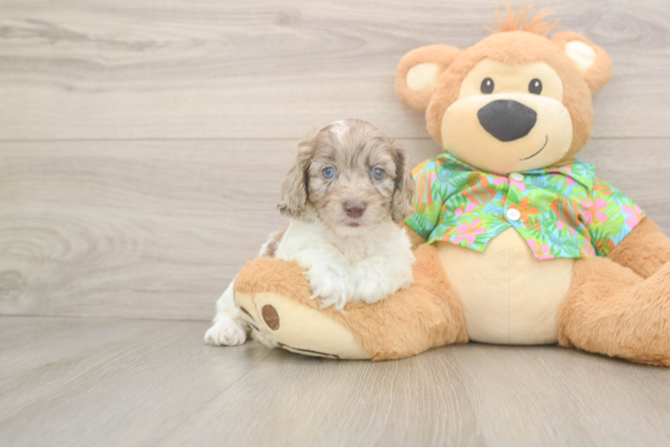 Cockapoo Puppy for Adoption