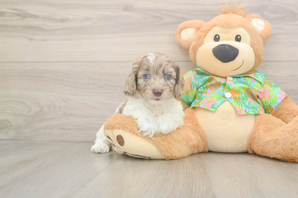 Cockapoo Puppy for Adoption