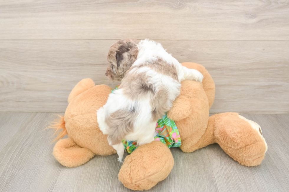 Energetic Cocker Doodle Poodle Mix Puppy