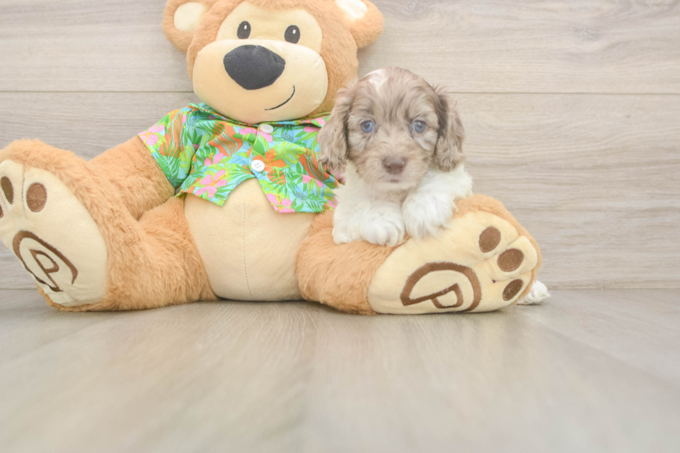 Cockapoo Pup Being Cute