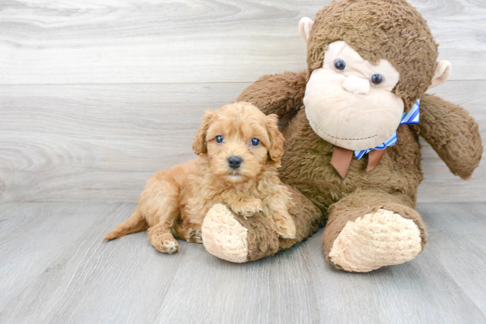 Popular Cockapoo Poodle Mix Pup