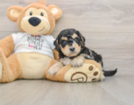 6 week old Cockapoo Puppy For Sale - Premier Pups