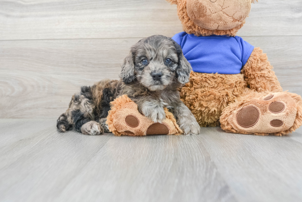 Best Cockapoo Baby