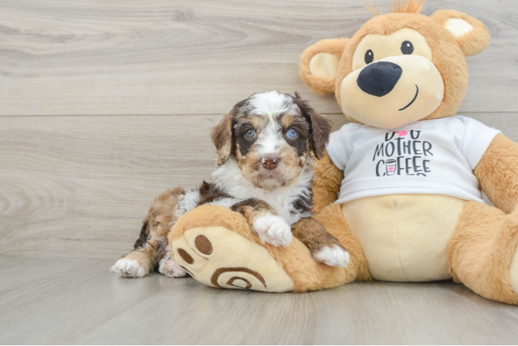 Smart Cockapoo Poodle Mix Pup