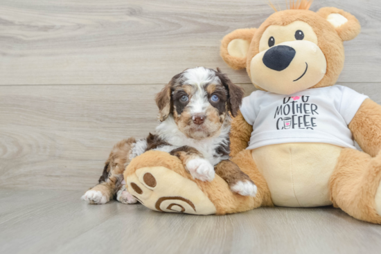 Smart Cockapoo Poodle Mix Pup