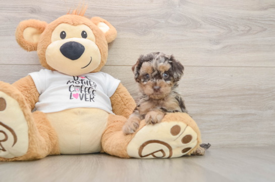 FELICITY, a Cockapoo littermate