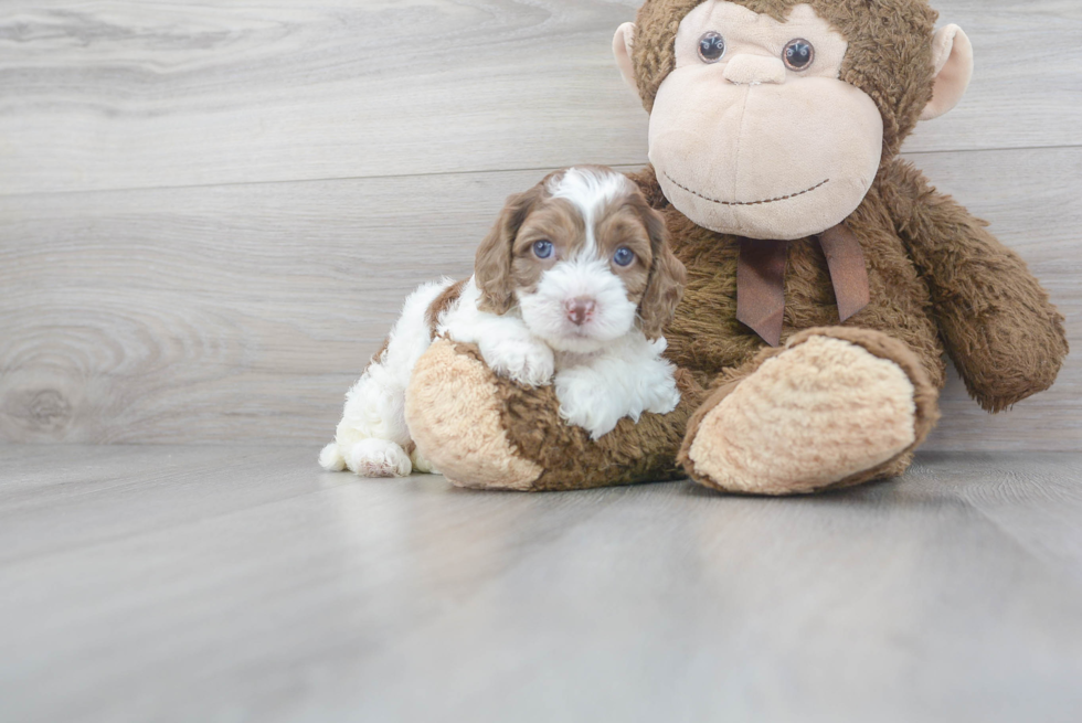 Cockapoo Puppy for Adoption