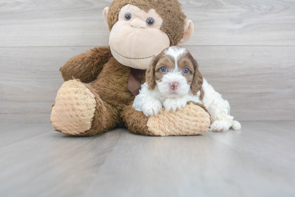 Popular Cockapoo Poodle Mix Pup