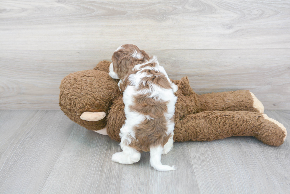 Sweet Cockapoo Baby