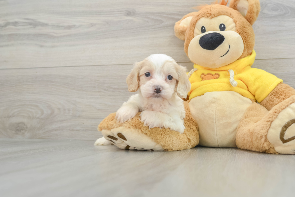 Cockapoo Pup Being Cute