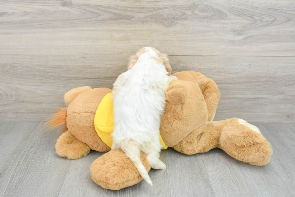 Small Cockapoo Baby