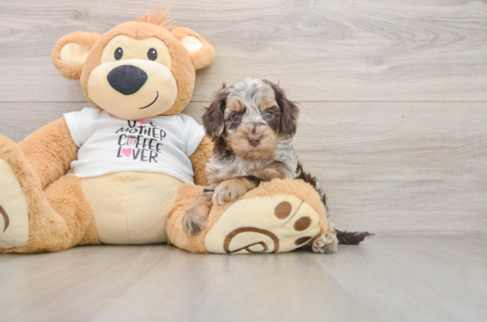 FERGUSON, a Cockapoo littermate