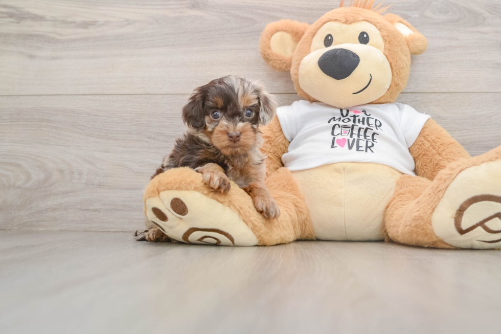 Hypoallergenic Cocker Doodle Poodle Mix Puppy