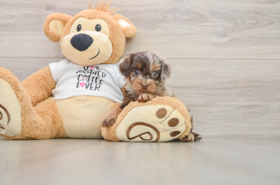 FIJI, a Cockapoo littermate