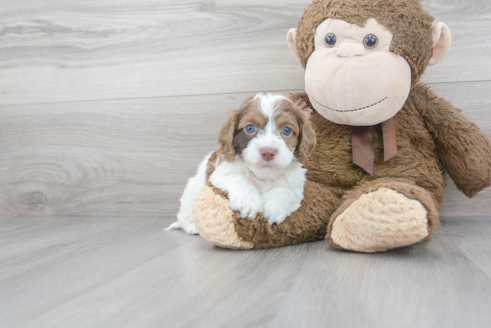 Cute Cockapoo Baby