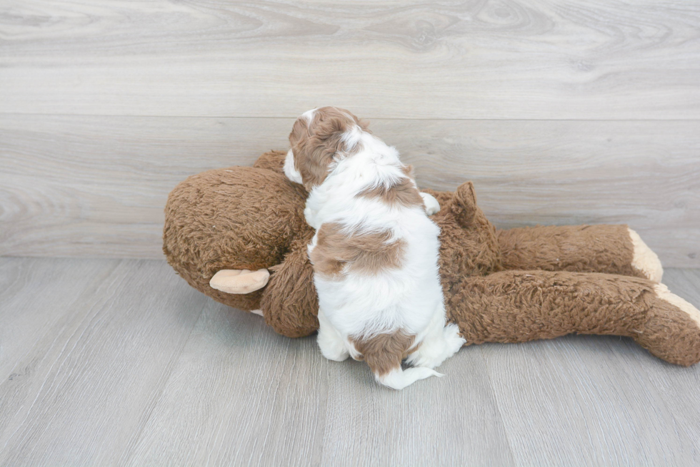 Cockapoo Puppy for Adoption