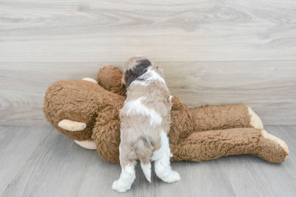 Sweet Cockapoo Baby