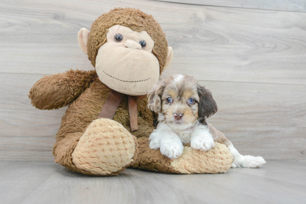 Cockapoo Puppy for Adoption