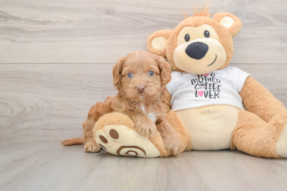 Popular Cockapoo Poodle Mix Pup