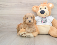 6 week old Cockapoo Puppy For Sale - Premier Pups