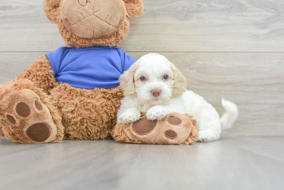 Adorable Cockerpoo Poodle Mix Puppy