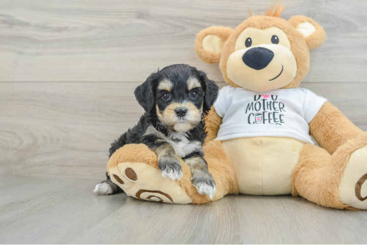 Hypoallergenic Cocker Doodle Poodle Mix Puppy