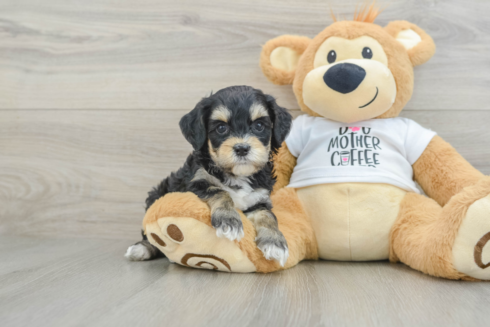 Hypoallergenic Cocker Doodle Poodle Mix Puppy