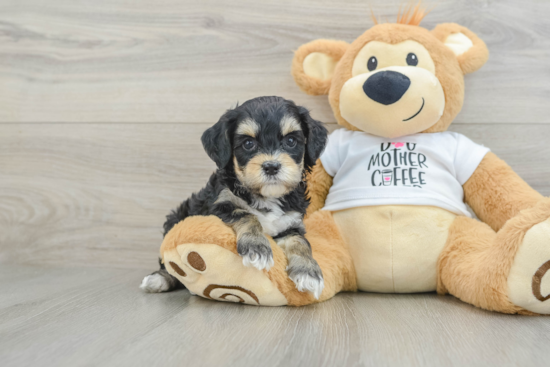 Hypoallergenic Cocker Doodle Poodle Mix Puppy