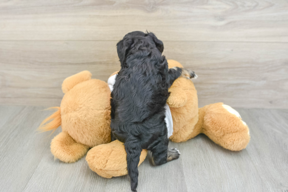 Cockapoo Puppy for Adoption